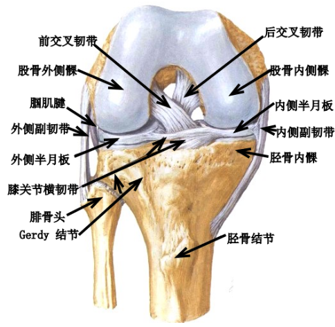 前交叉韧带损伤，一篇总结到位！