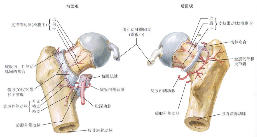 原来，股骨颈骨折有这么多治疗方式可以选择！