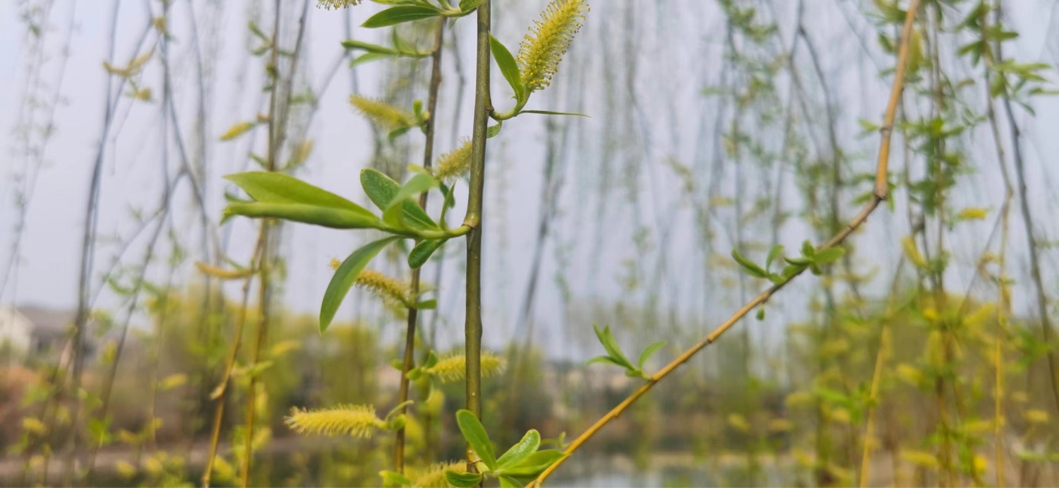 发芽