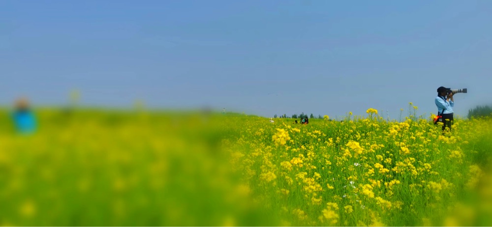 油菜花