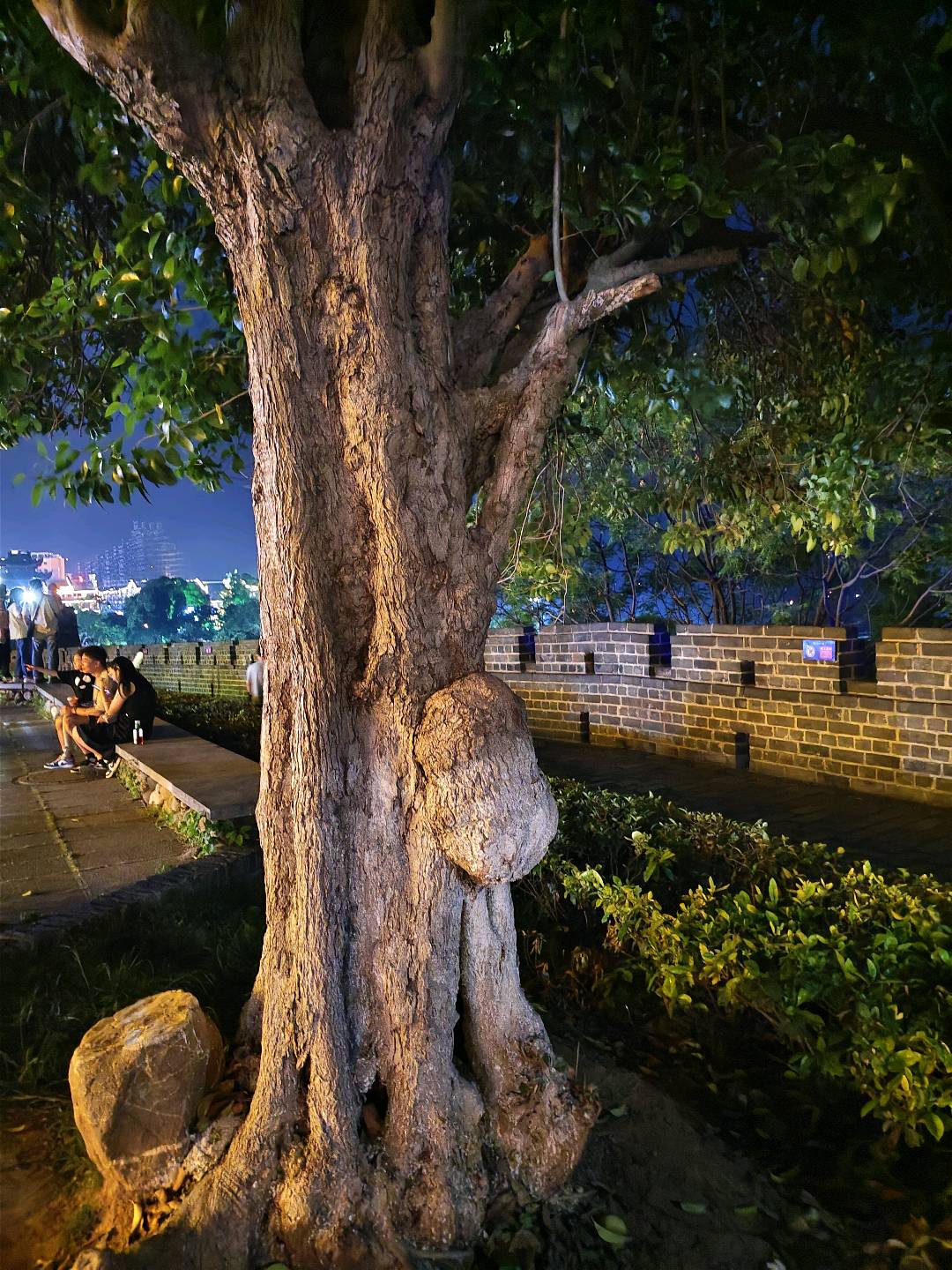 小叶榕